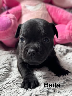 Les chiots de Staffordshire Bull Terrier