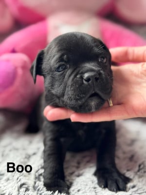 Les chiots de Staffordshire Bull Terrier