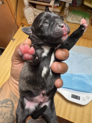 Les chiots de Staffordshire Bull Terrier