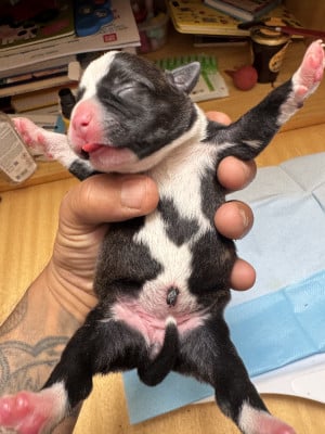 Les chiots de Staffordshire Bull Terrier