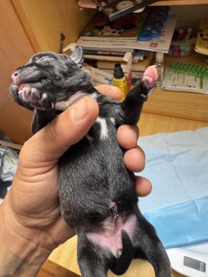 Les chiots de Staffordshire Bull Terrier