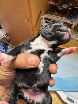 Les chiots de Staffordshire Bull Terrier