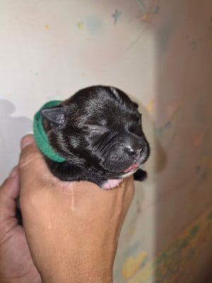 Les chiots de Staffordshire Bull Terrier