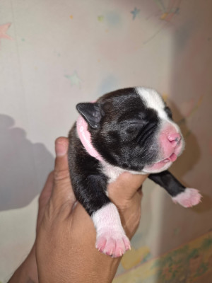 Les chiots de Staffordshire Bull Terrier