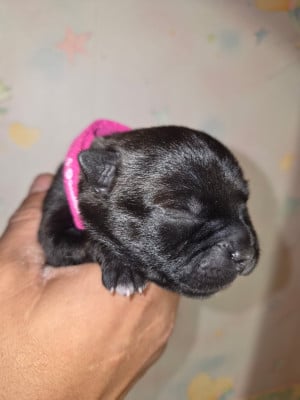 Les chiots de Staffordshire Bull Terrier