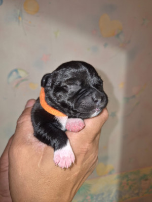 Les chiots de Staffordshire Bull Terrier