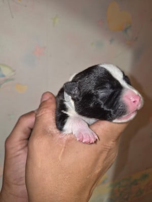 Les chiots de Staffordshire Bull Terrier
