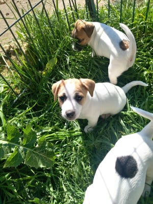 Les chiots de Jack Russell Terrier