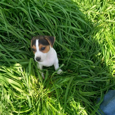 Les chiots de Jack Russell Terrier
