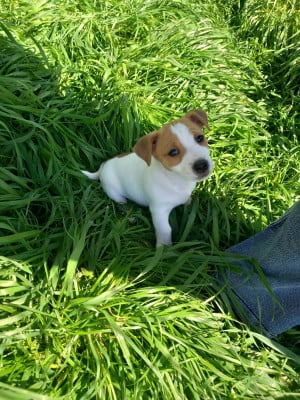 Les chiots de Jack Russell Terrier