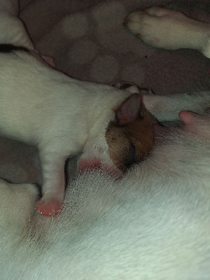 Les chiots de Jack Russell Terrier