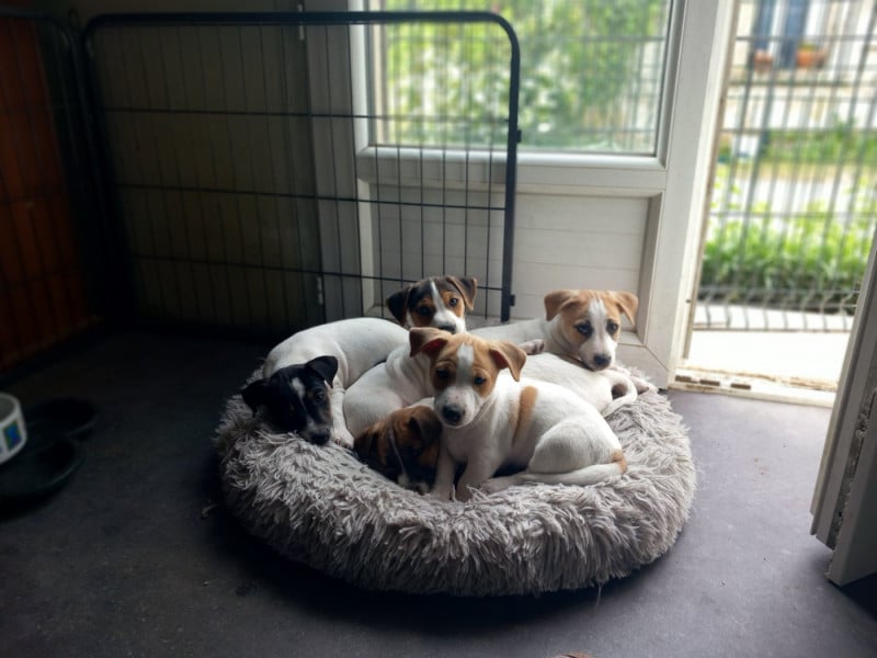 Jack Russell Terrier - De La Poirodiere