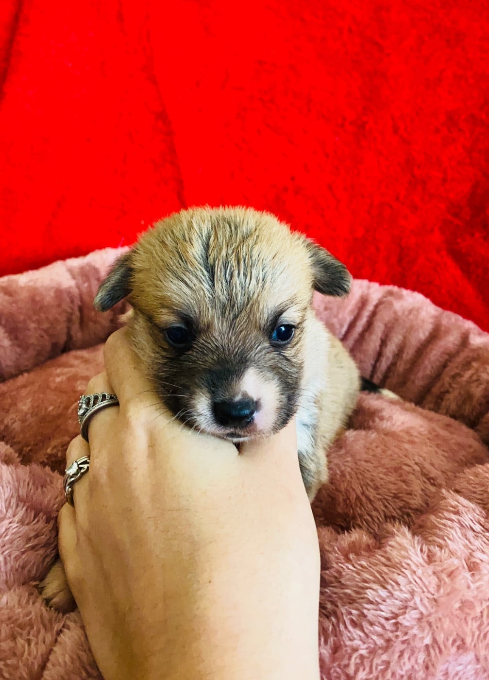 Welsh Corgi Pembroke - Du Royaume Des Acacias