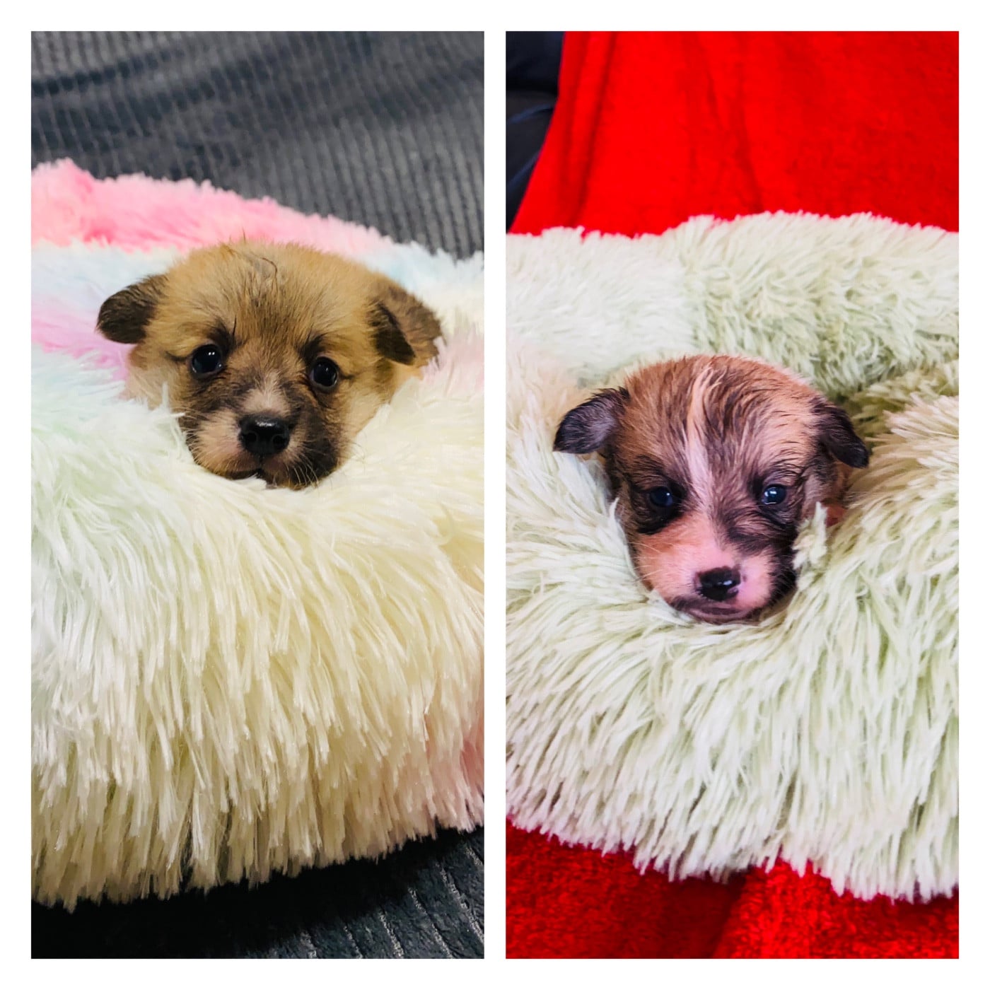 Welsh Corgi Pembroke - Du Royaume Des Acacias