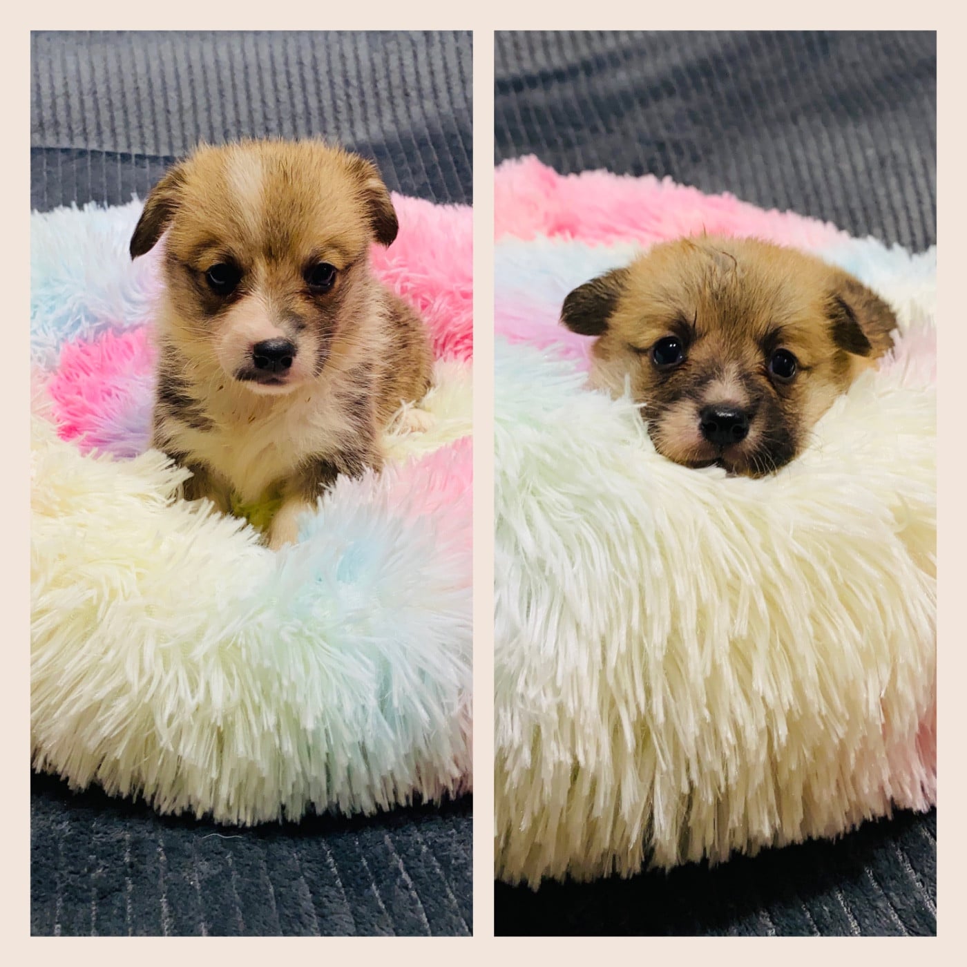 Welsh Corgi Pembroke - Du Royaume Des Acacias