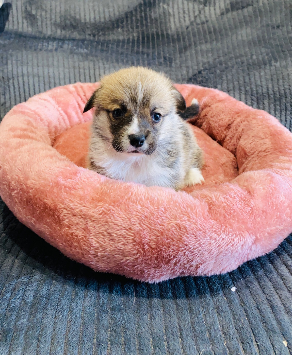 Welsh Corgi Pembroke - Du Royaume Des Acacias