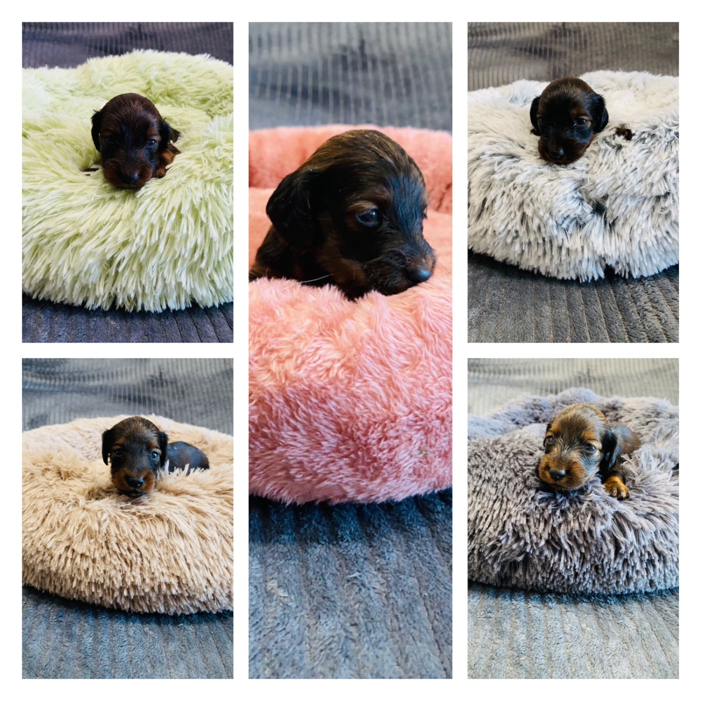 Teckel poil long - Du Royaume Des Acacias