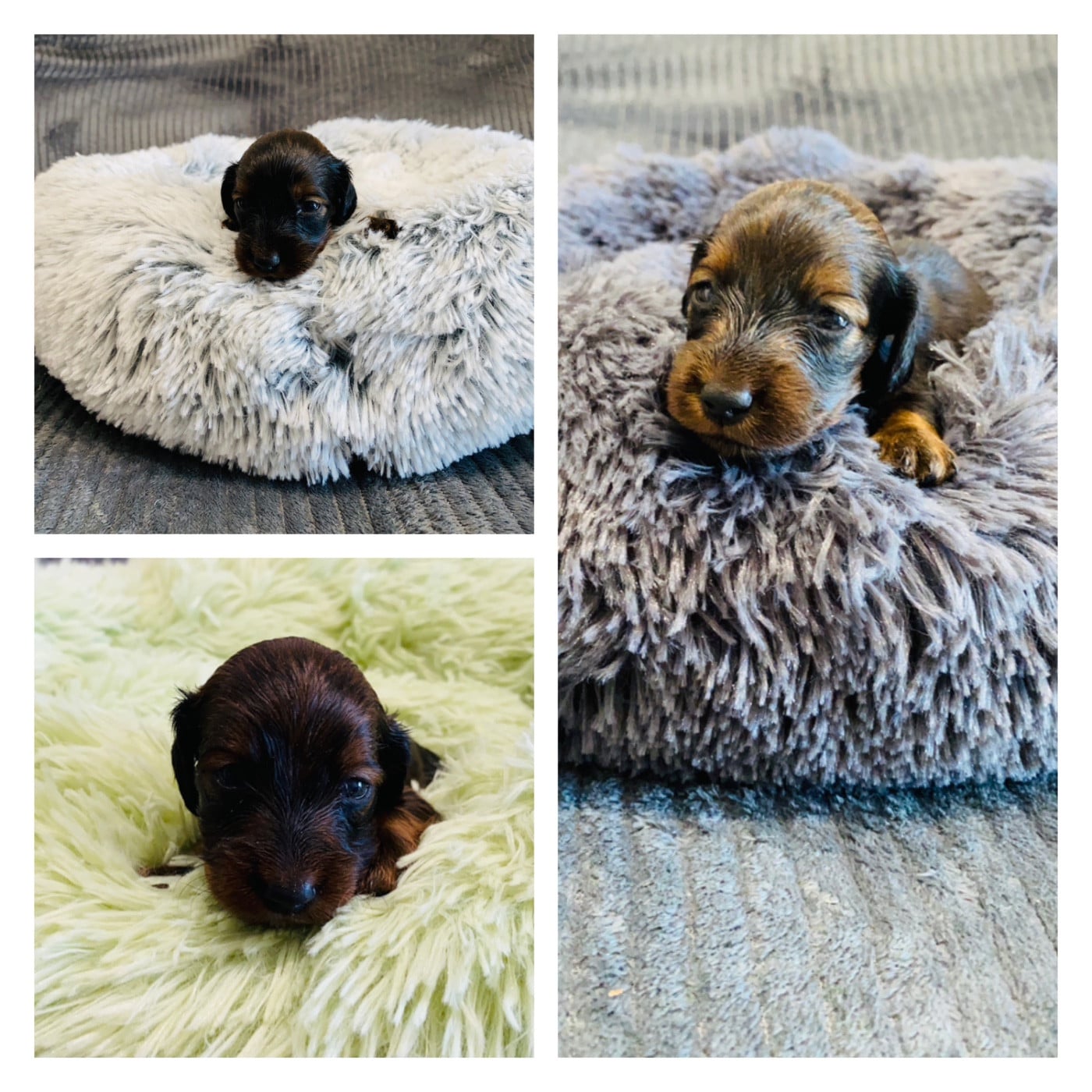 Teckel poil long - Du Royaume Des Acacias