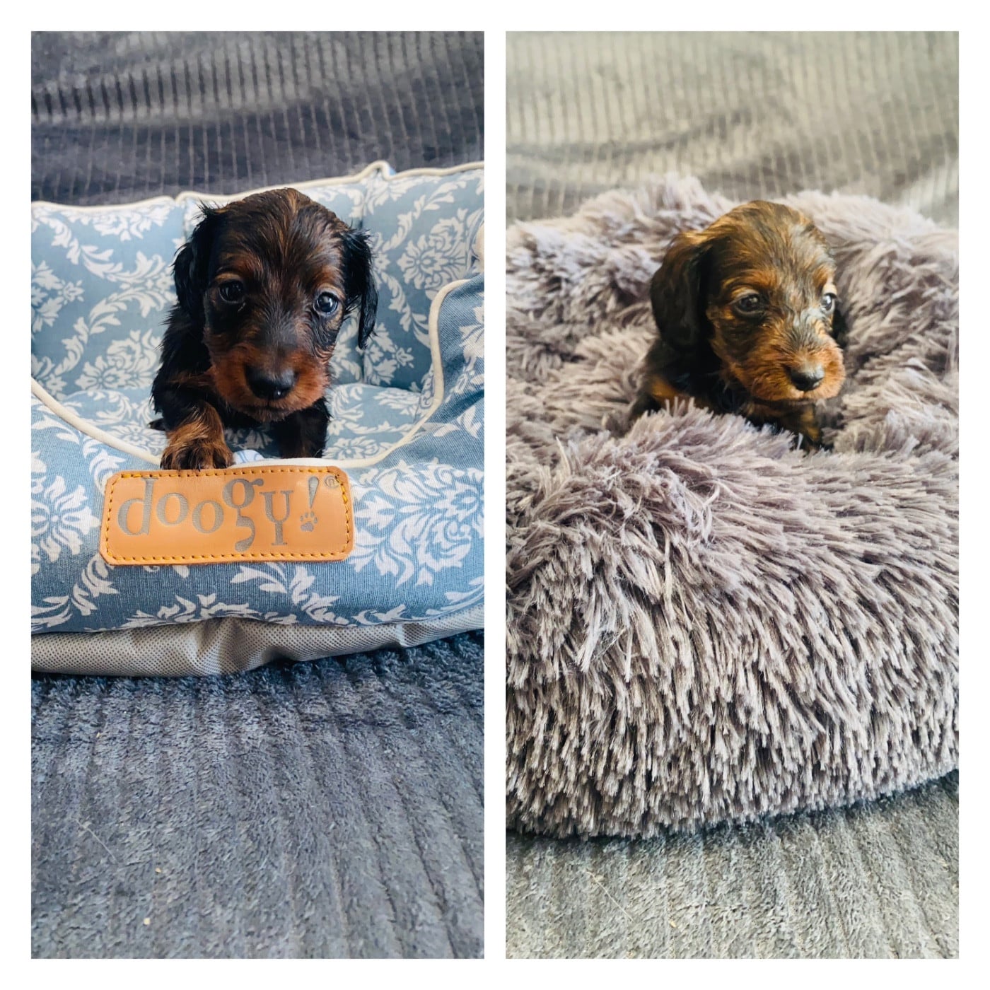 Teckel poil long - Du Royaume Des Acacias