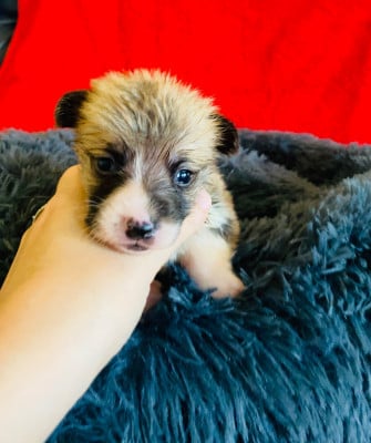 Les chiots de Welsh Corgi Pembroke