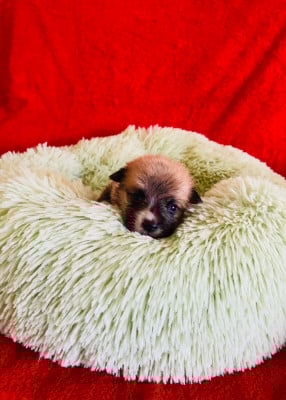 Les chiots de Welsh Corgi Pembroke