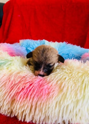 Les chiots de Welsh Corgi Pembroke