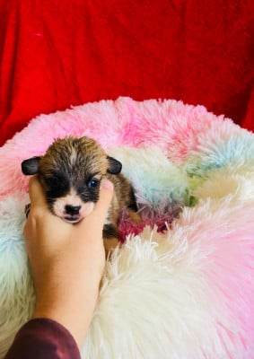 Les chiots de Welsh Corgi Pembroke