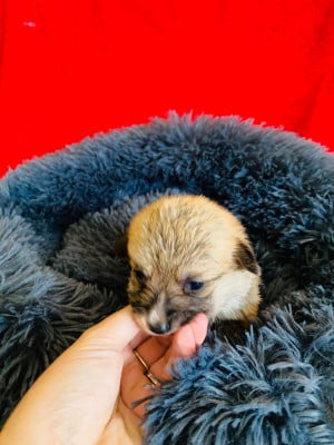 Les chiots de Welsh Corgi Pembroke