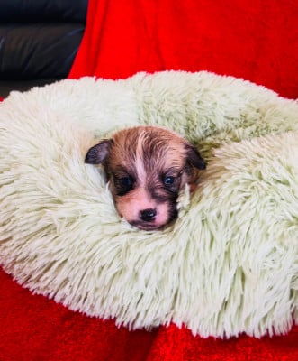 Les chiots de Welsh Corgi Pembroke