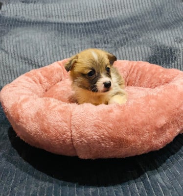 Les chiots de Welsh Corgi Pembroke