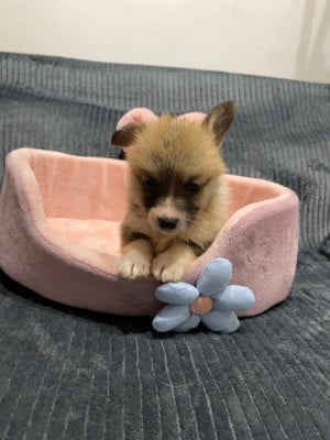 Les chiots de Welsh Corgi Pembroke