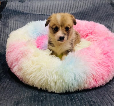 Les chiots de Welsh Corgi Pembroke