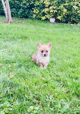 Les chiots de Welsh Corgi Pembroke