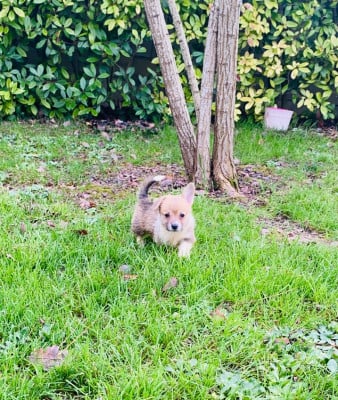 Les chiots de Welsh Corgi Pembroke