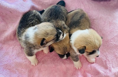 Les chiots de Welsh Corgi Pembroke