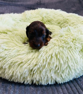 Les chiots de Teckel poil long