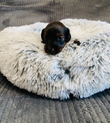 Les chiots de Teckel poil long