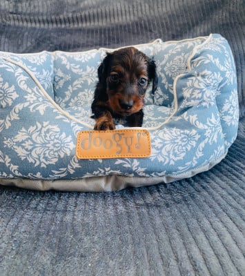 Les chiots de Teckel poil long