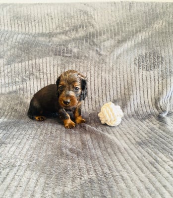 Les chiots de Teckel poil long