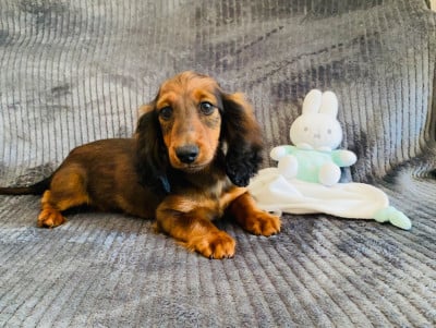 Les chiots de Teckel poil long