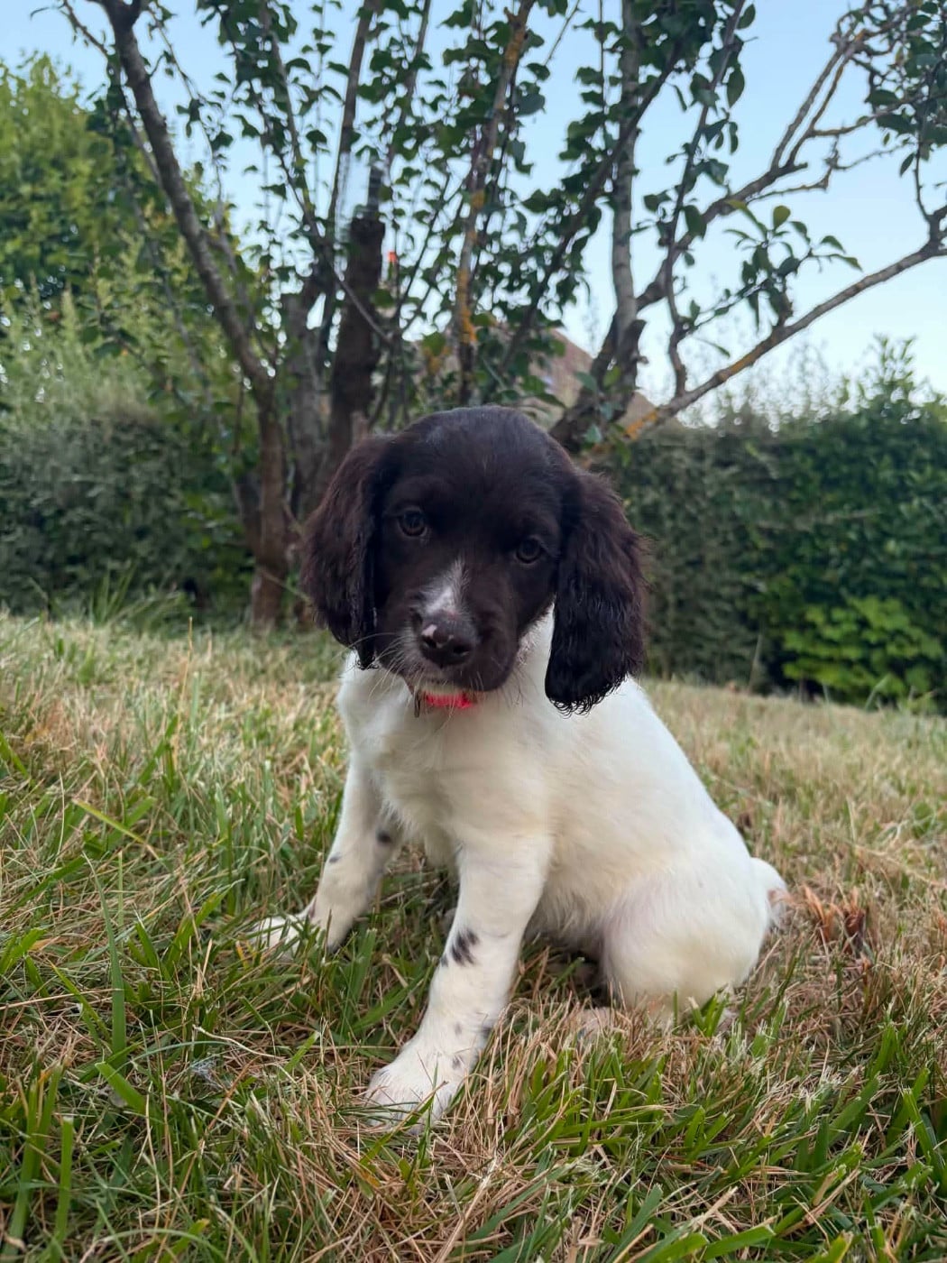 Bella