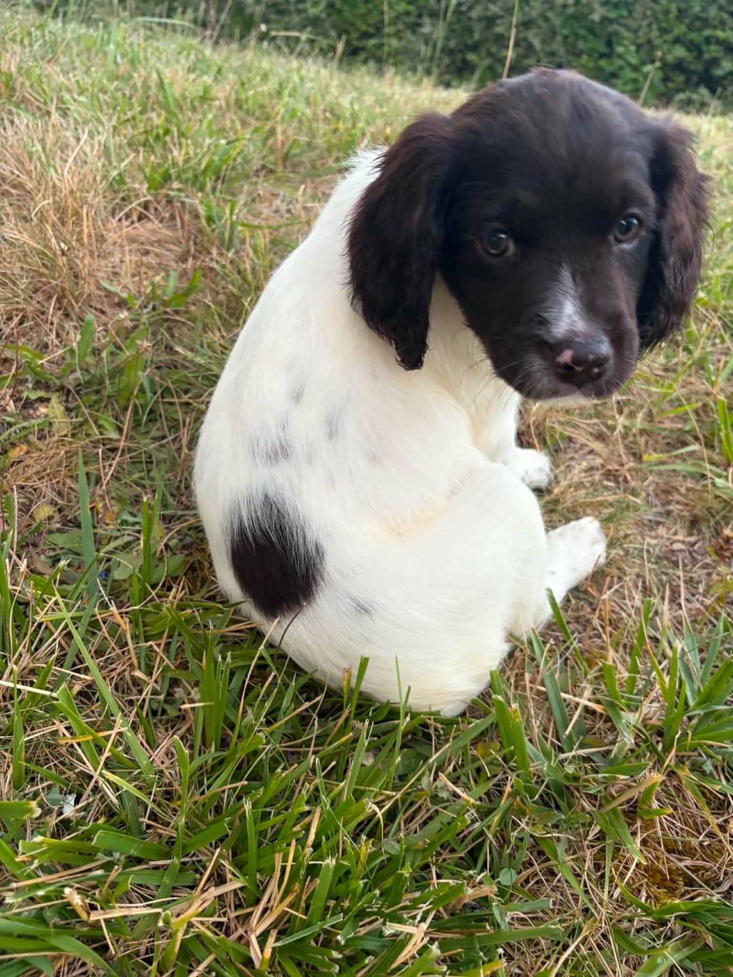 Bella