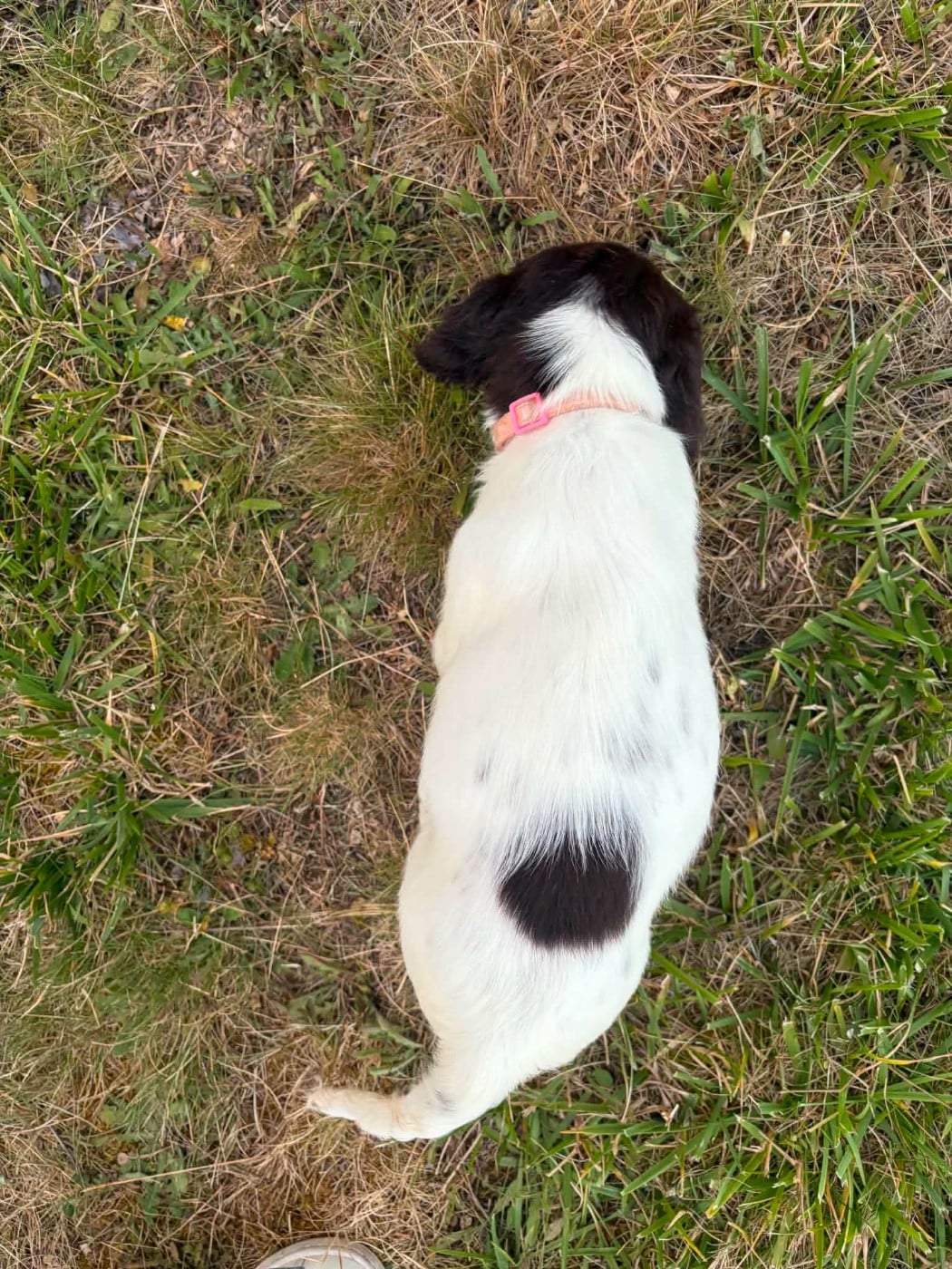 Bella