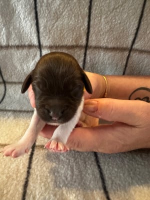 Les chiots de Petit Epagneul de Münster