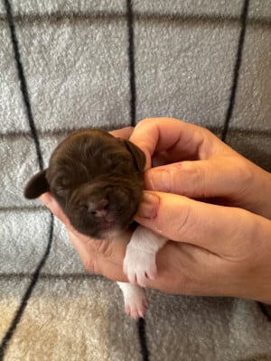 Les chiots de Petit Epagneul de Münster