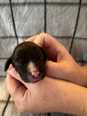 Les chiots de Petit Epagneul de Münster