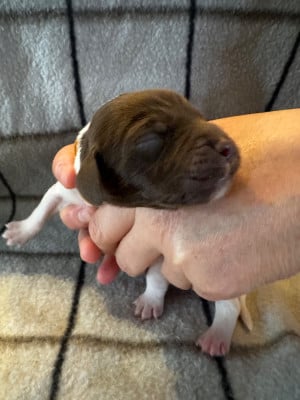Les chiots de Petit Epagneul de Münster