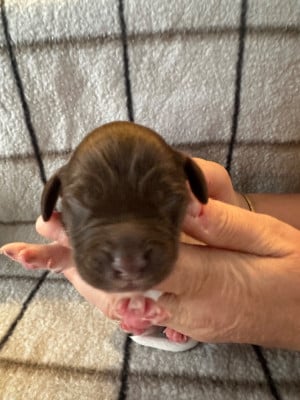 Les chiots de Petit Epagneul de Münster