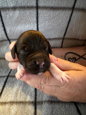 Les chiots de Petit Epagneul de Münster