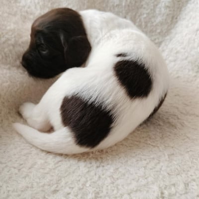Les chiots de Petit Epagneul de Münster